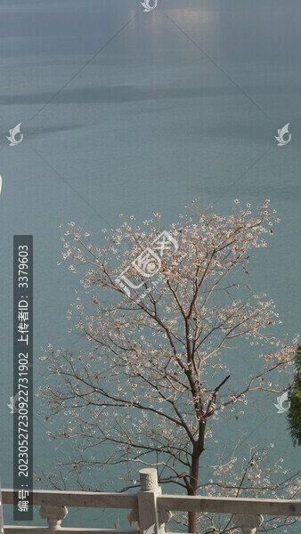長江三峽巫峽岸邊烏桕成熟