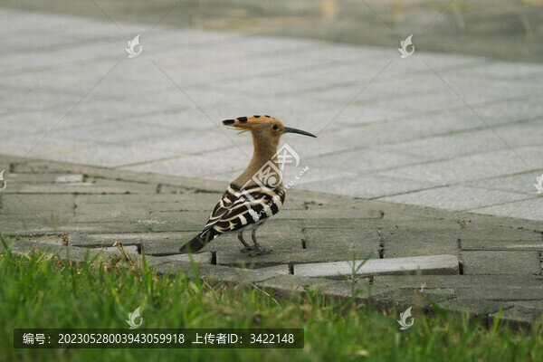 戴勝鳥