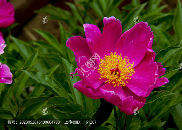 花開(kāi)富貴
