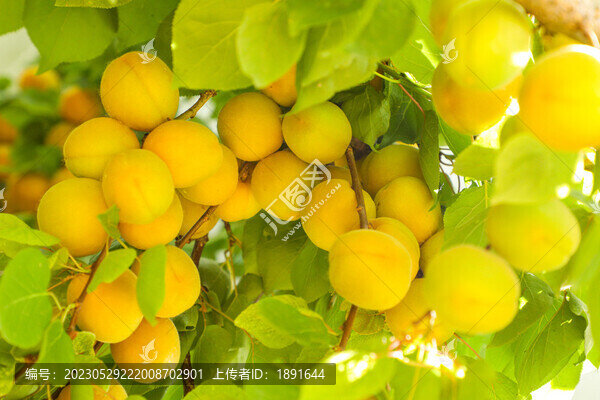 麥黃杏