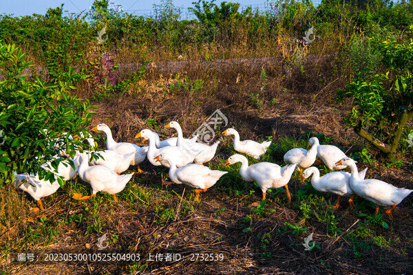 散養(yǎng)鵝