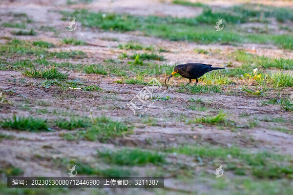 歐亞烏鶇