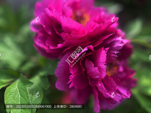 牡丹花