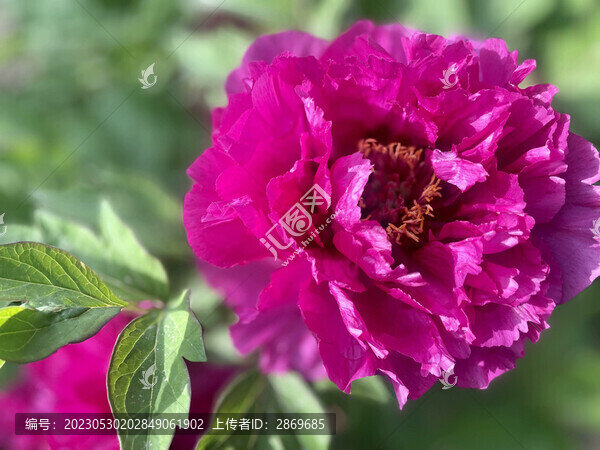 牡丹花
