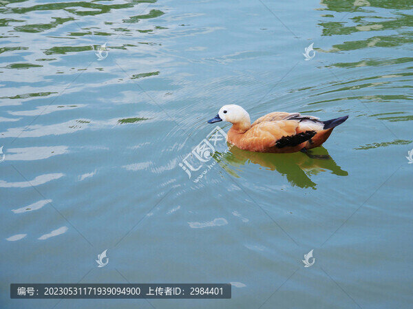 赤麻鴨