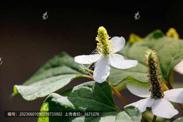 魚腥草