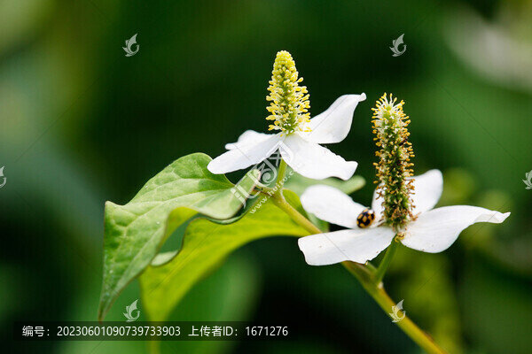 魚腥草