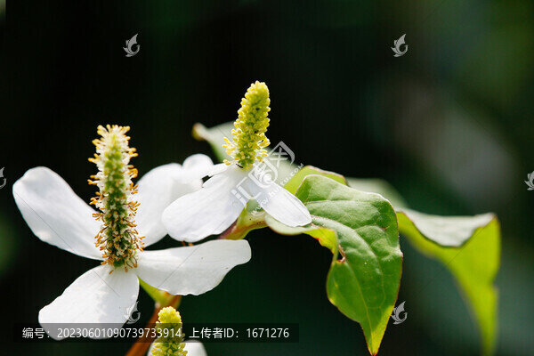 魚腥草花