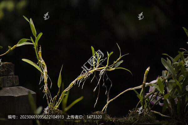 石斛花