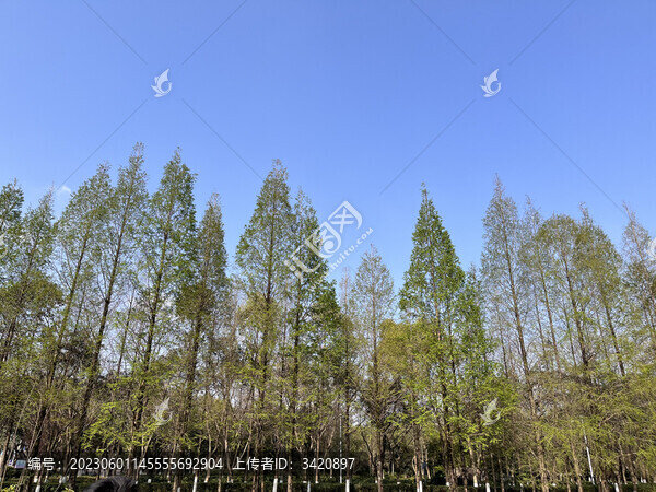 大樹藍(lán)天