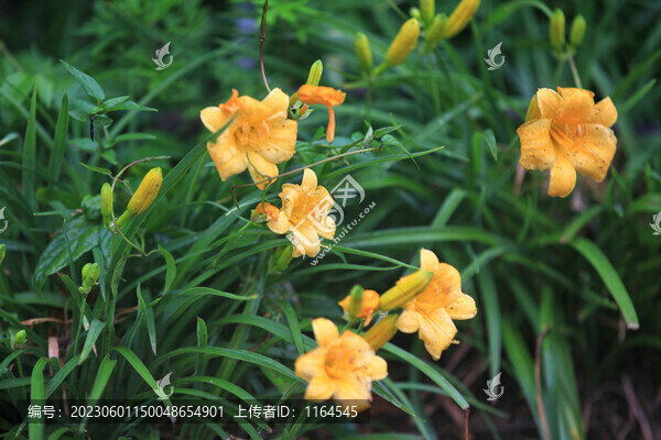 萱草
