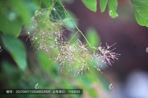 黃櫨花