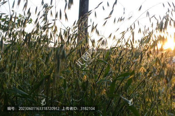 野燕麥