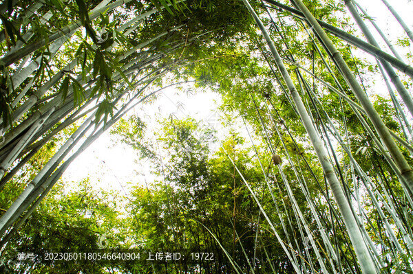竹子竹林