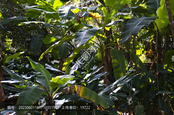香蕉樹