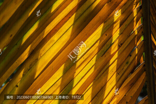 檳榔樹(shù)葉