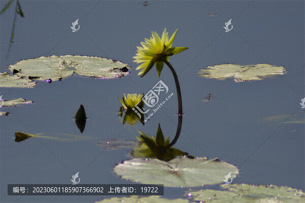 蓮花