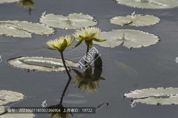 蓮花
