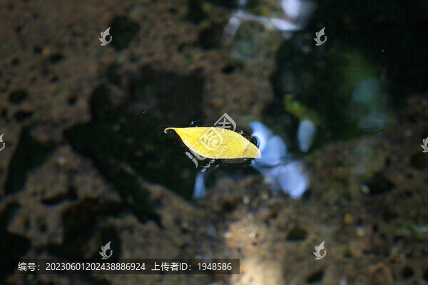 水面落葉