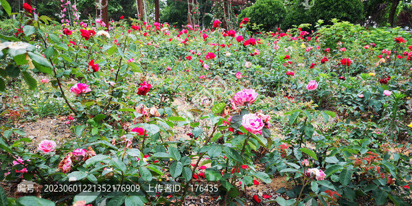 玫瑰花園
