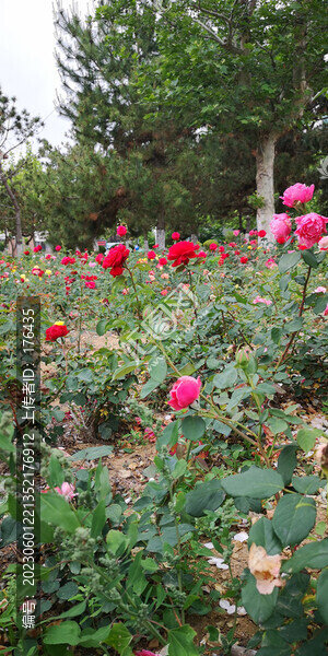 玫瑰花園