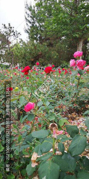 玫瑰花園