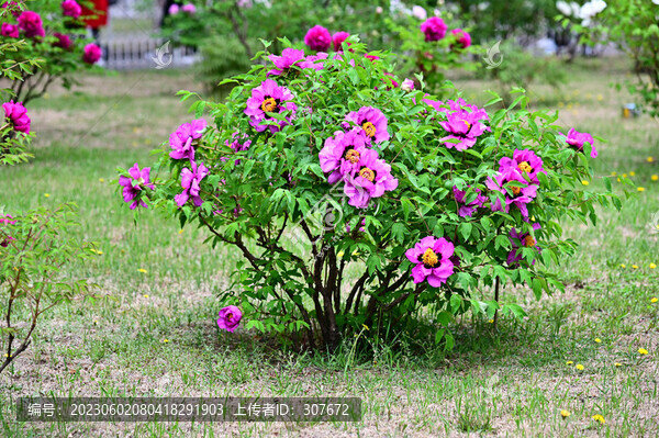 牡丹花