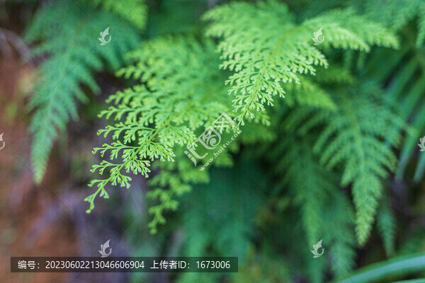 烏蕨