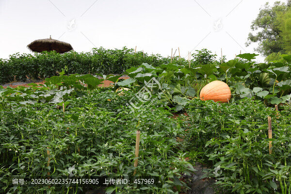 蔬菜種植