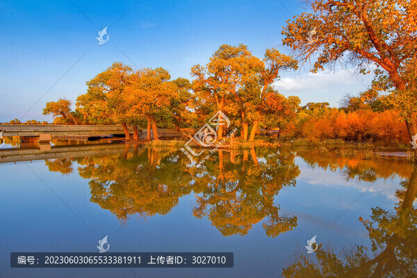 額濟(jì)納旗胡楊林
