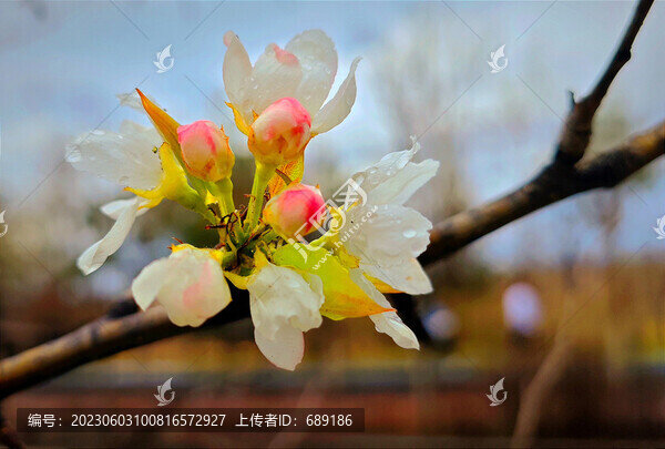 蘋果花開