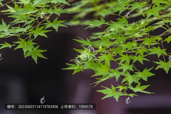 樹葉