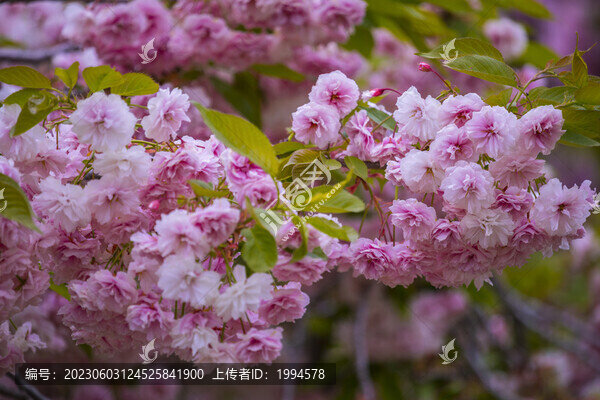 櫻花