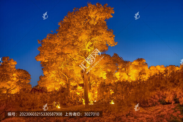 額濟(jì)納旗胡楊林夜景