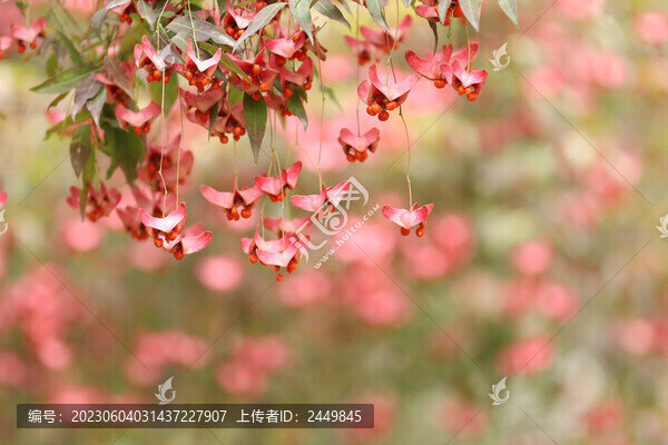 秋天果實(shí)