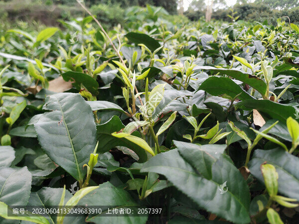 嫩茶