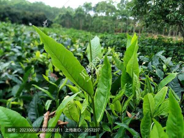 茶山綠茶
