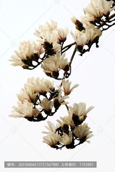 玉蘭花
