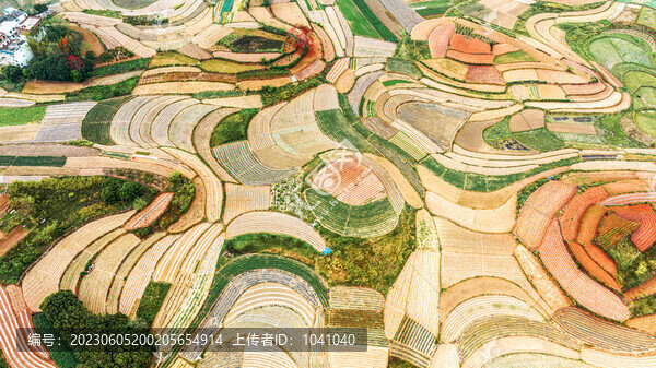 田園田野