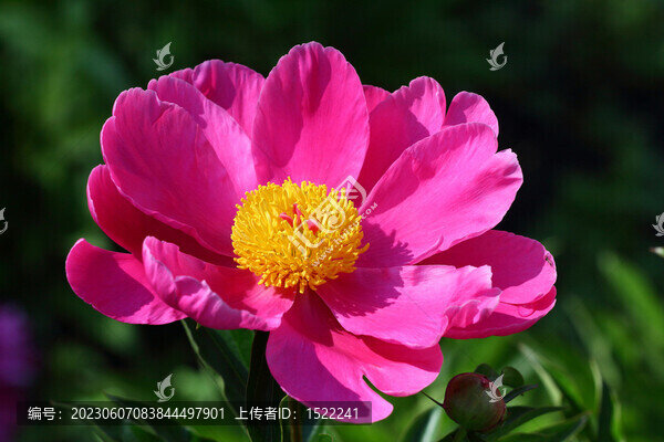 芍藥花