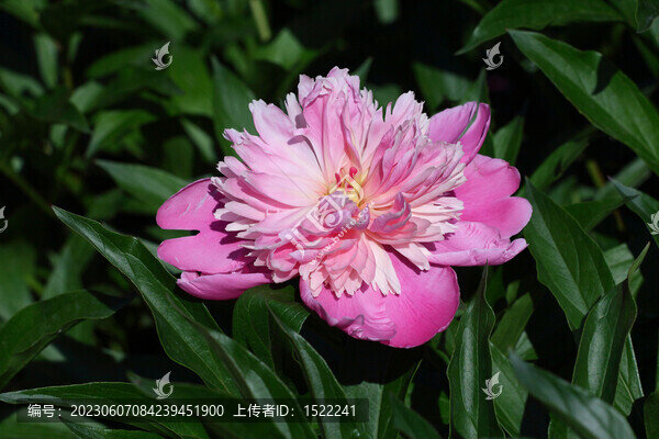 粉色芍藥花