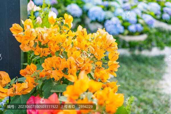 重瓣橙色三角梅紫陽花繡球花