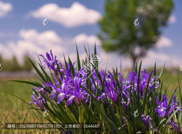 馬蘭花