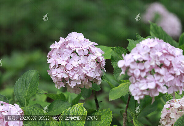 藍(lán)色繡球花