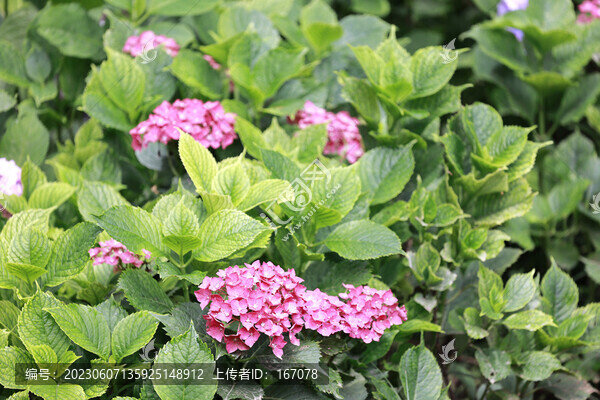 繡球花