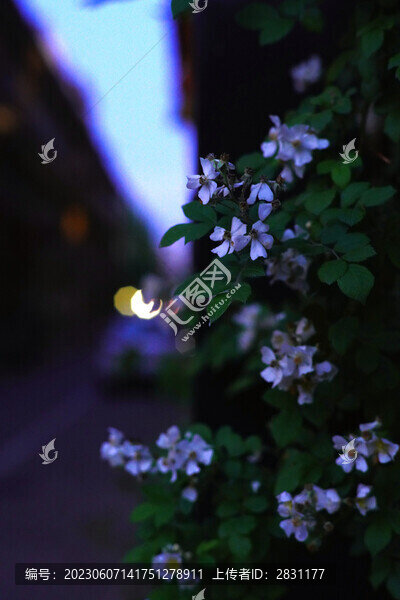 細(xì)嗅薔薇
