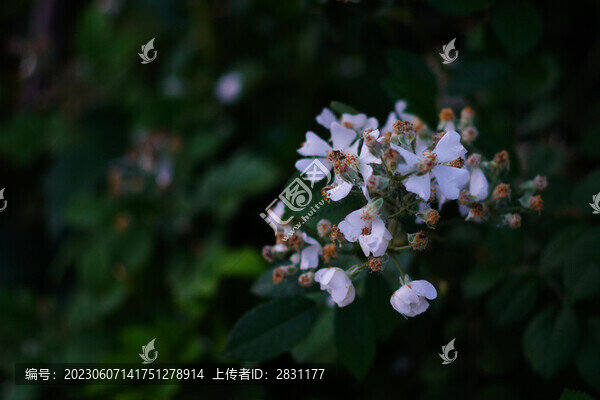 細(xì)嗅薔薇