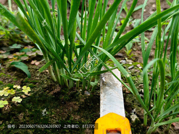 收割菜地韭菜