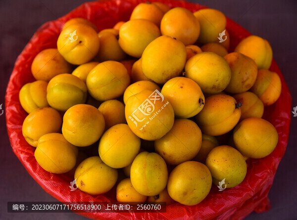 油杏