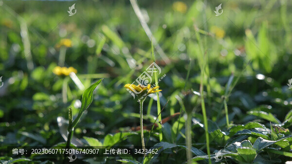 蟛蜞菊